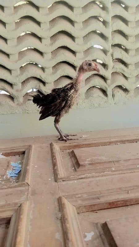 Desi misri golden chicks fr sale 1 black wala austrlop ha age 2 mont+ 3