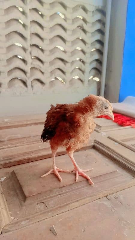 Desi misri golden chicks fr sale 1 black wala austrlop ha age 2 mont+ 4