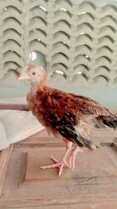 Desi misri golden chicks fr sale 1 black wala austrlop ha age 2 mont+ 5