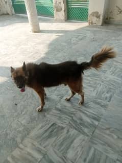 Trained German shepherd dog for sale