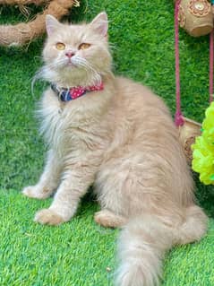 Persion female cat for sale