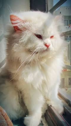 persian cat male or exchange