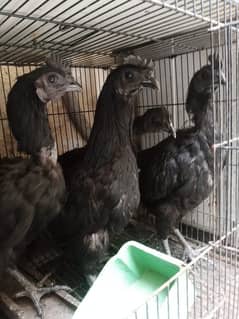 Ayam cemani