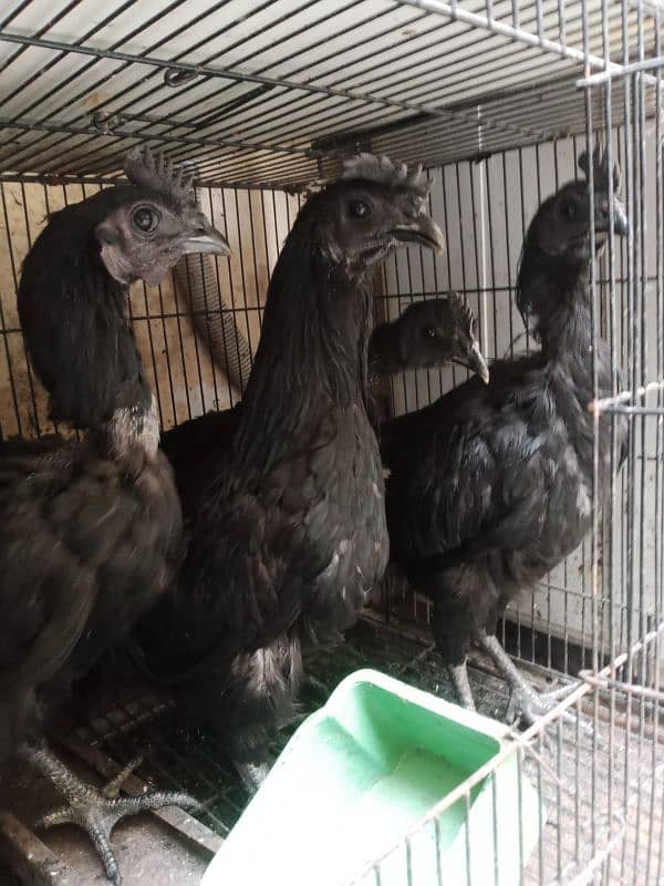 Ayam cemani 0