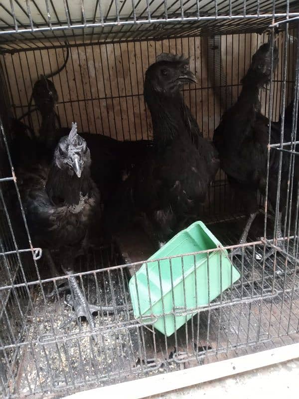 Ayam cemani 1