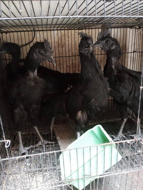 Ayam cemani 2