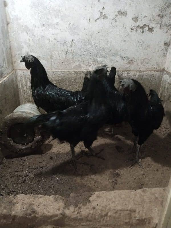 Ayam cemani 3