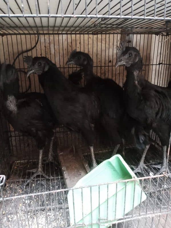 Ayam cemani 4