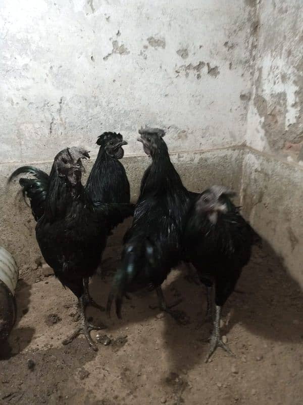 Ayam cemani 5