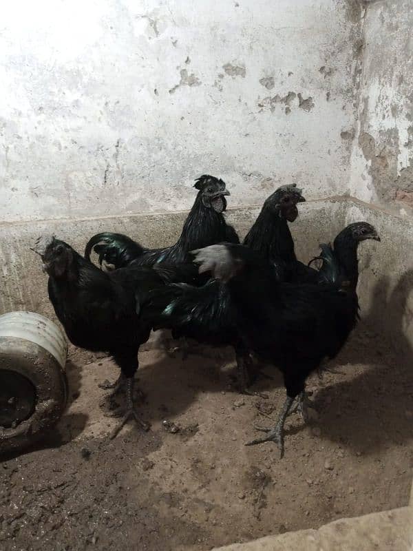 Ayam cemani 6