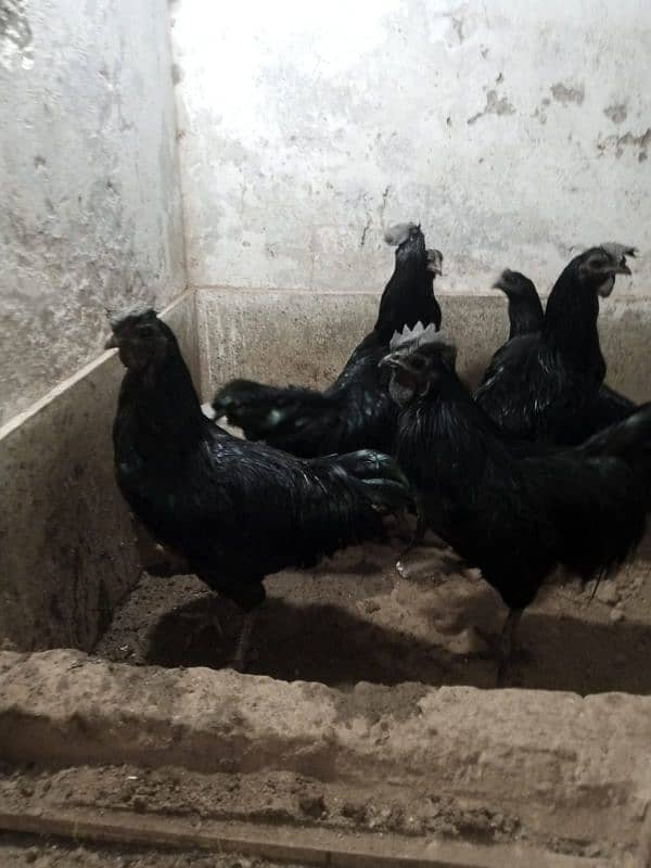 Ayam cemani 7