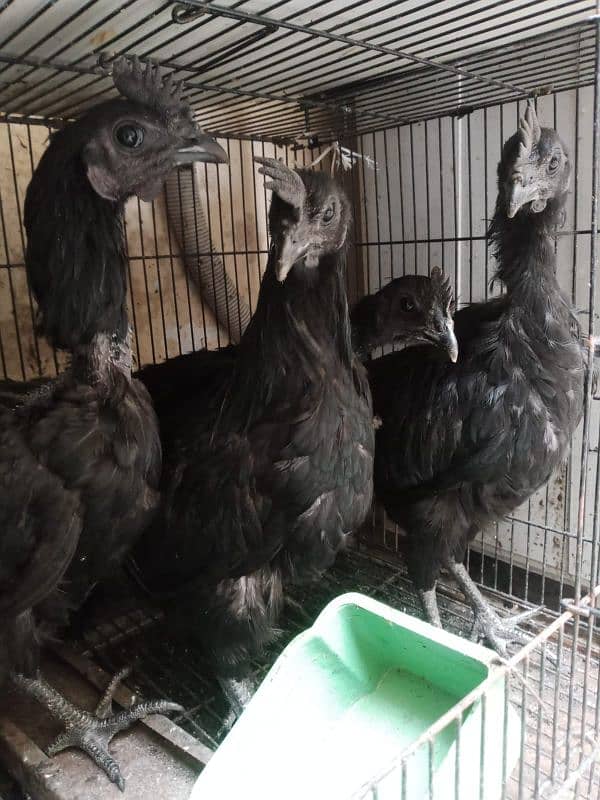 Ayam cemani 8