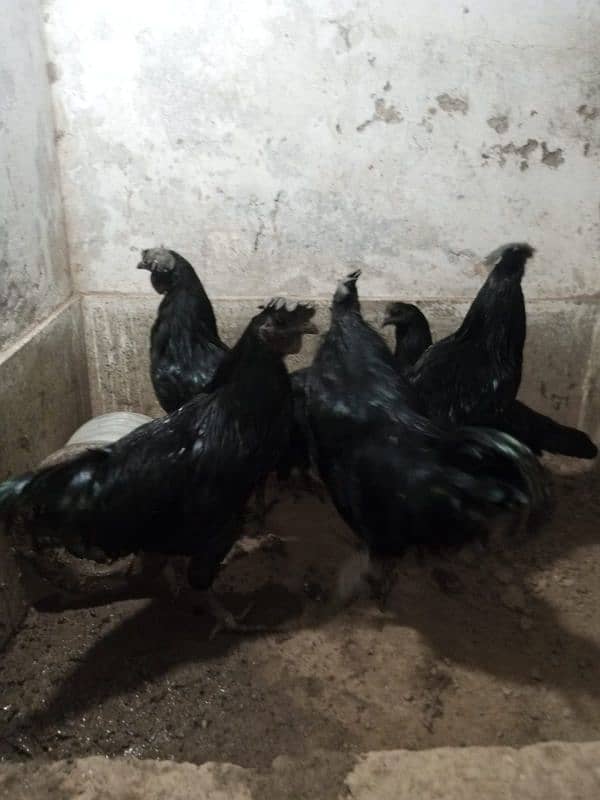 Ayam cemani 9