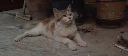 Female Persian Cat