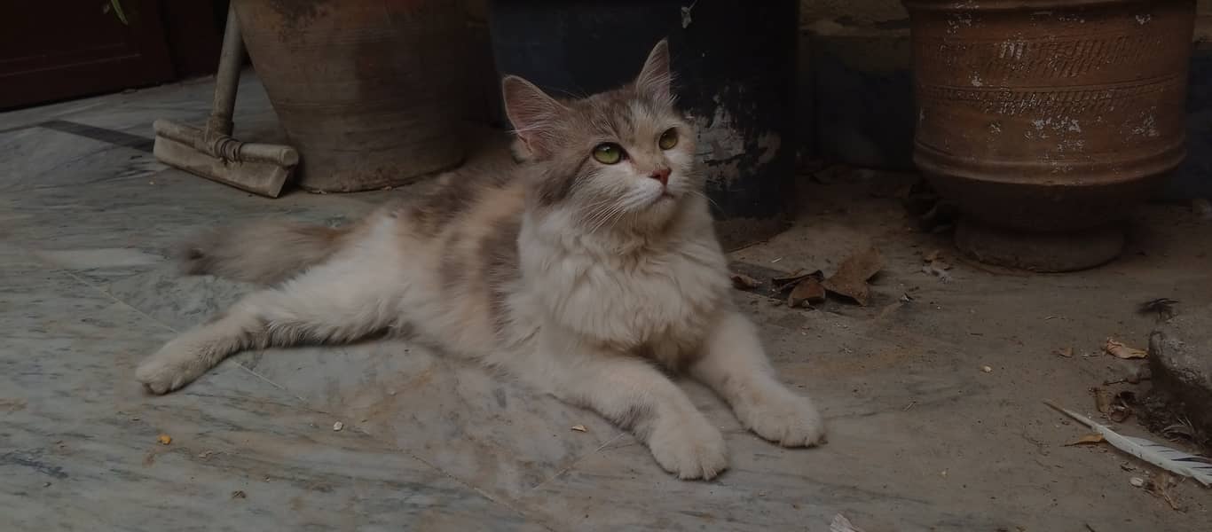 Female Persian Cat 0