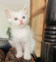 Persian male kitten very active and healthy