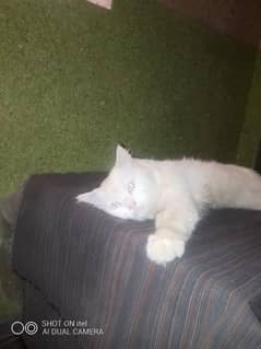 persian doll face cat for sale