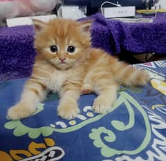 persian kittens for sale