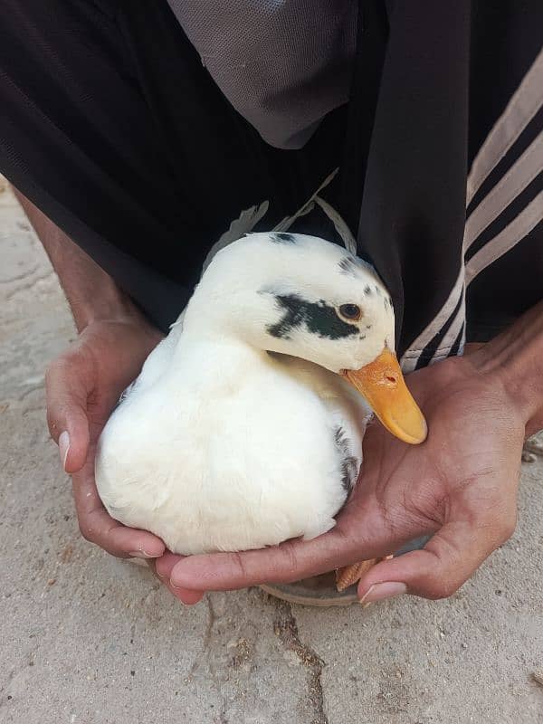 White Duck 0