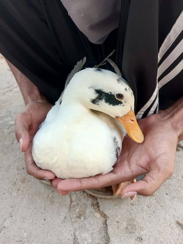 White Duck 1