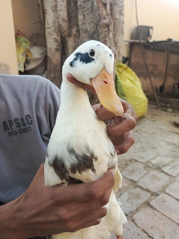 White Duck 2