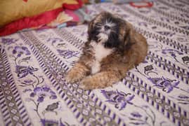 shihtzu puppy