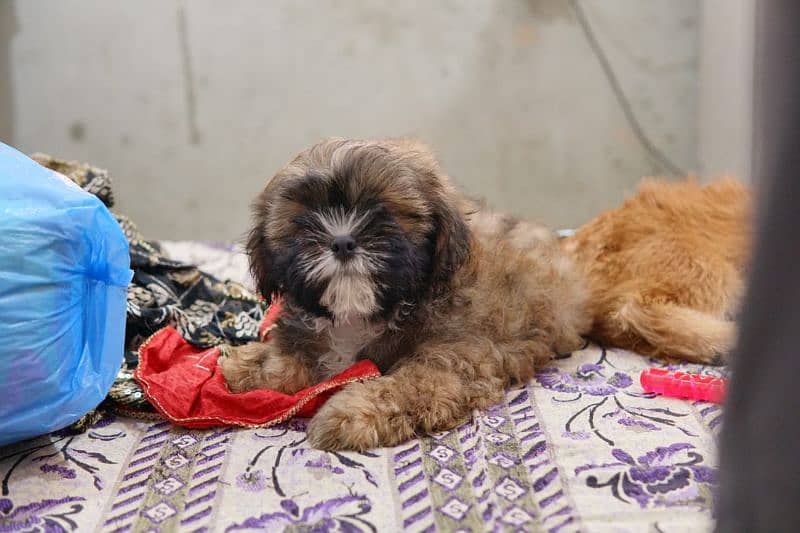 shihtzu puppy 1