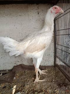 white aseel hen for sale