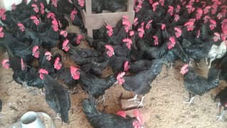 Australorp