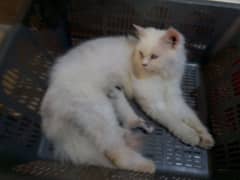 Persian triple coated female with kitten avl