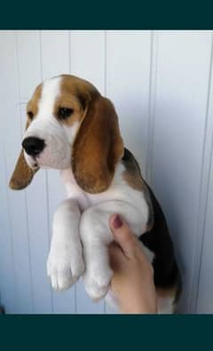 Beagle 0