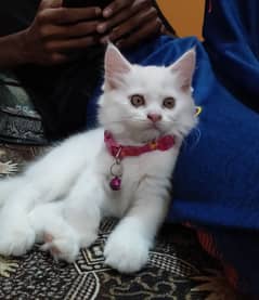 Persian kitten (pure triple coated)