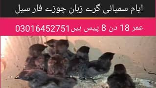 ayam cemani chicks day old 1 month 2 month and bredars  for sale