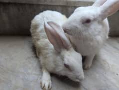 Red eye and black eye rabbit