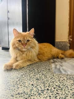 FREE Persian Cat