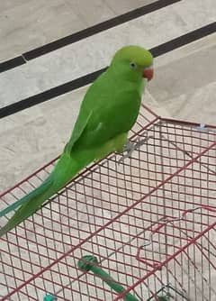 Ringneck green parrot