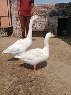 Big white ducks pair