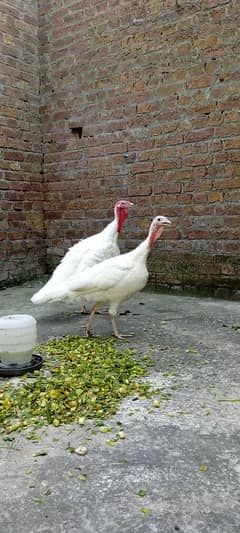 pure white turkey birds 1 pair price