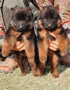 German Shepherd long coat top quality puppies for sale