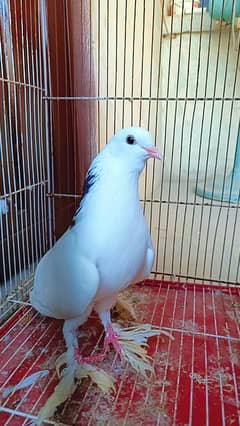 Fancy pigeon kabootar for sale