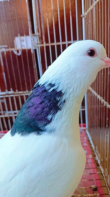 Fancy pigeon kabootar for sale 1