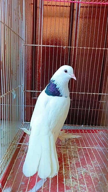 Fancy pigeon kabootar for sale 2