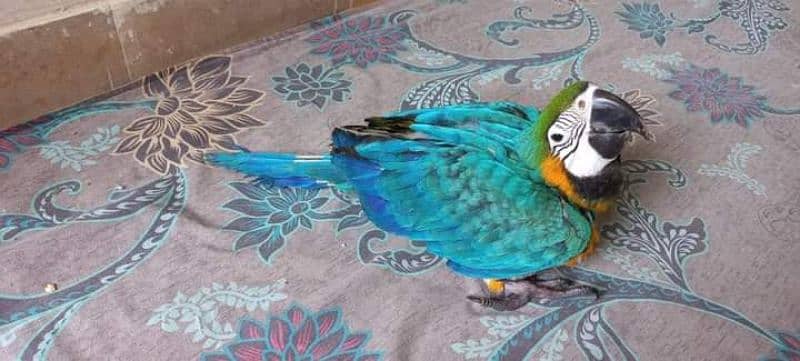 blue macaw parrots chick for sale  03218769078 2