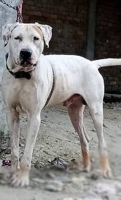 White pointer for sale