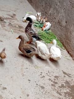 duck for sale