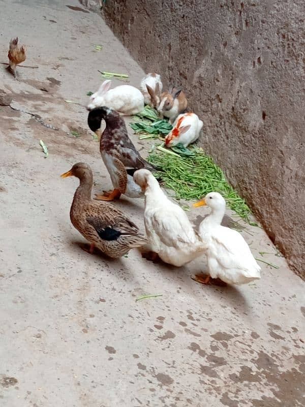 duck for sale 1