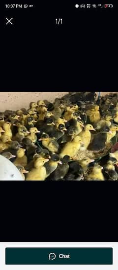 ducks KY chicks available hai 15dn waly our 1month waly our 1dn waly