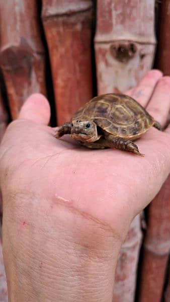 Cute Baby Tortoise 1