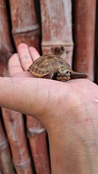 Cute Baby Tortoise 2