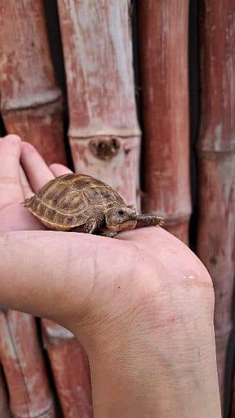 Cute Baby Tortoise 3